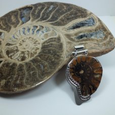 Ammonites-FranberA-1875