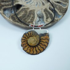 Ammonites-FranberA-1878